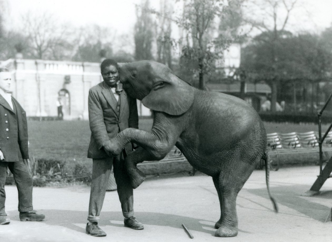 Mladá slon africký stojí na zadních nohách, aby objal svého afrického trenéra, zatímco ošetřovatel se dívá, Londýnská zoo, červenec 1925 od Frederick William Bond