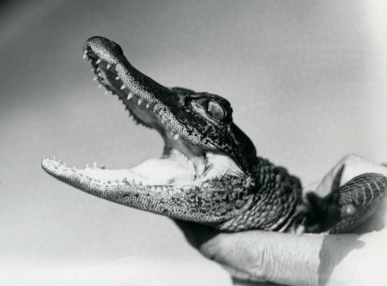 Mladý aligátor držený kolem krku jeho chovatelem, londýnská zoo, srpen 1928 (černobílá fotografie) od Frederick William Bond