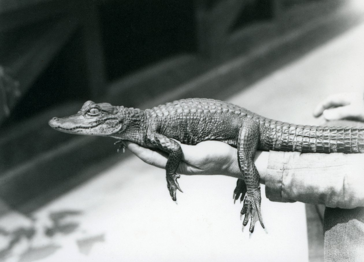 Mladý aligátor držel v ruce jeho chovatel, londýnská zoo od Frederick William Bond