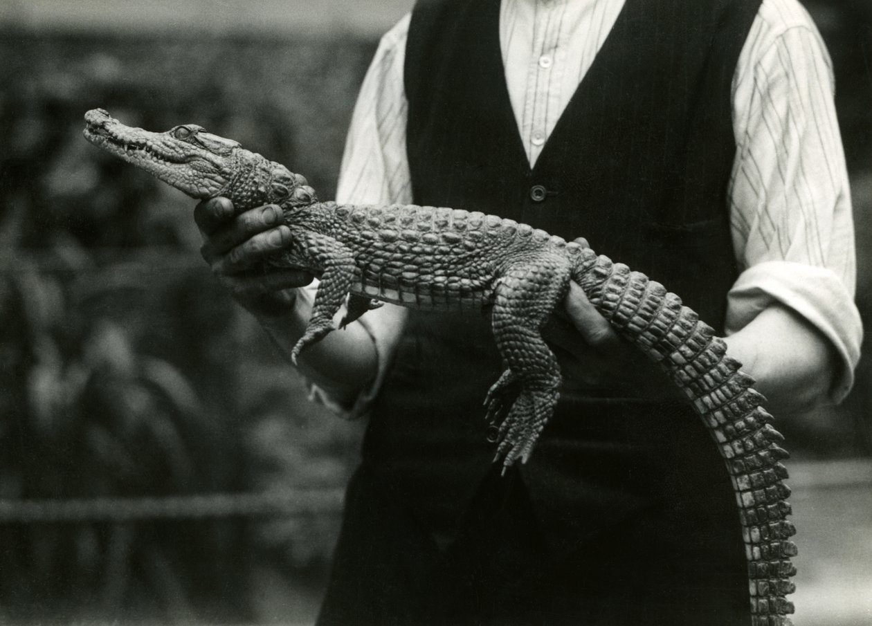 Mladý americký aligátor v držení jeho chovatele, londýnské zoo, 1924 od Frederick William Bond