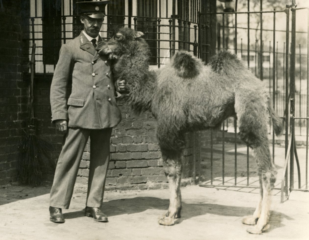 Mládě velblouda dvouhrbého, které se narodilo ve zvěřinci se svým chovatelem, londýnskou zoo od Frederick William Bond