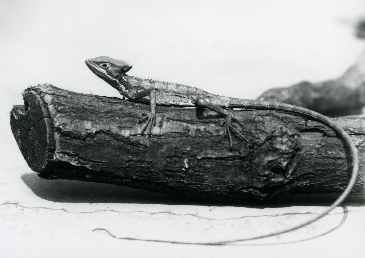 Mladý bazilišek odpočívající na kládě v londýnské zoo v srpnu 1928 (černobílá fotografie) od Frederick William Bond