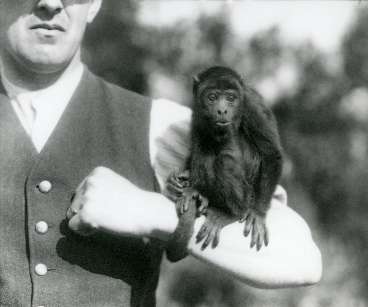 Mládě černé opice Howler Monkey sedí na ruce muže s předlouhým ocasem omotaným kolem jeho zápěstí, Londýnská zoo, 1923 (čb fotografie) od Frederick William Bond