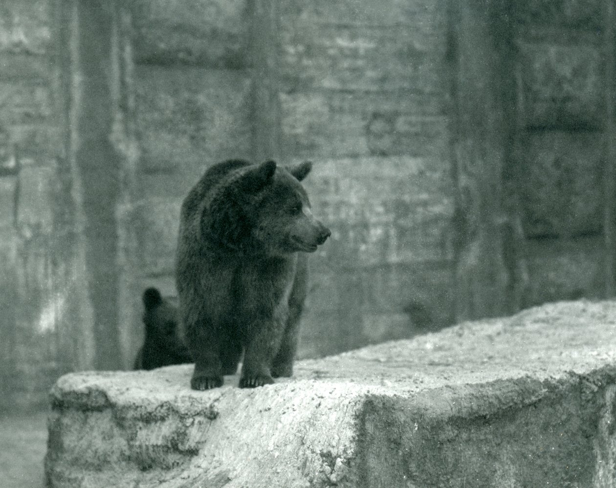 Mladý medvěd hnědý v londýnské zoo, červen 1914 od Frederick William Bond