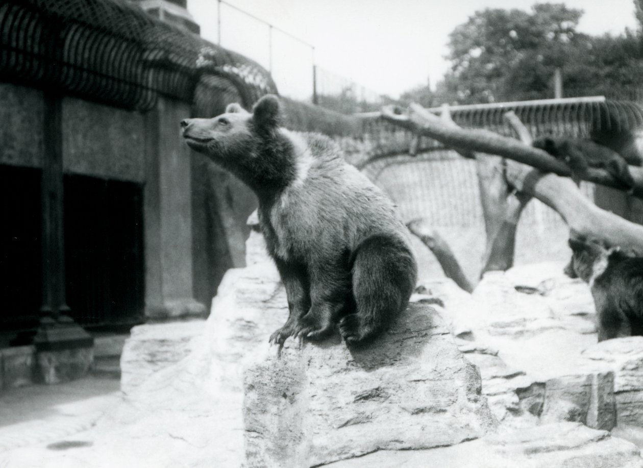 Mladý medvěd hnědý sedí na skále v popředí, další jde za ním a třetí spí na větvi, Londýnská zoo, srpen 1913 od Frederick William Bond