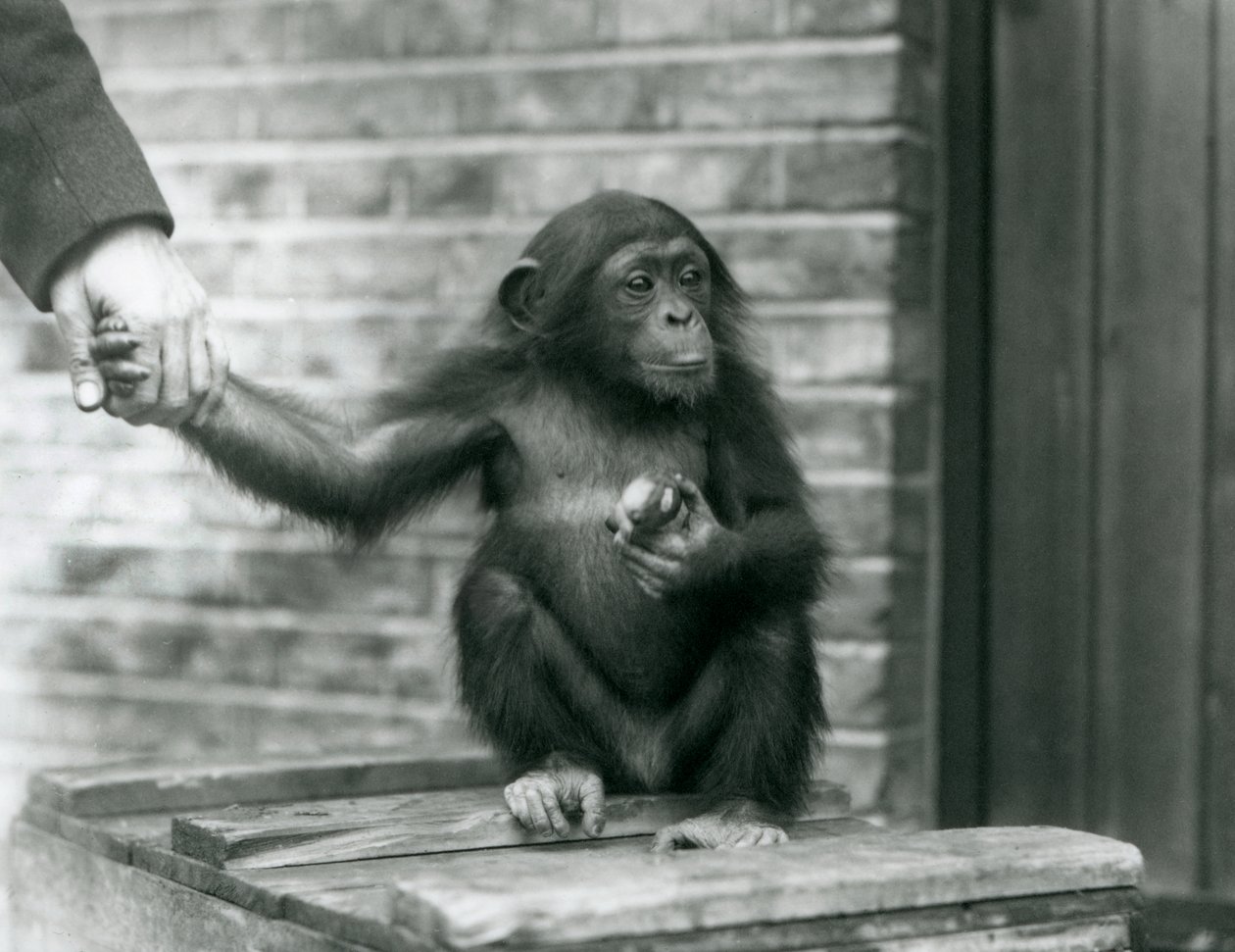 Mladý šimpanz držící za ruku chovatele sedícího na dřevěné bedně, Londýnská zoo, červen 1926 od Frederick William Bond