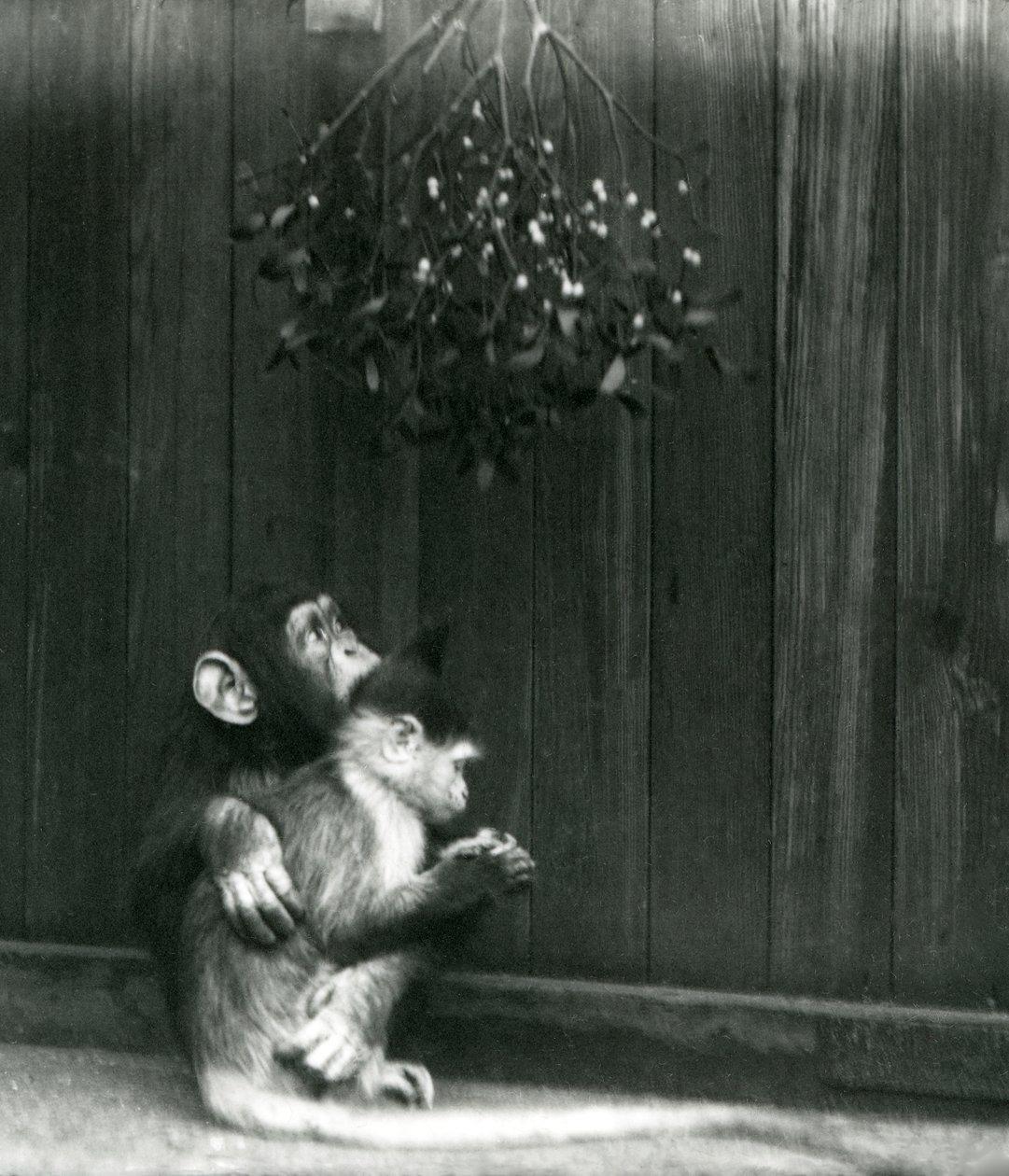 Mladý šimpanz objal Mangabey pod jmelím v londýnské zoo v prosinci 1924 od Frederick William Bond