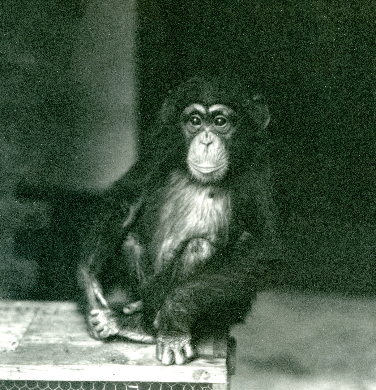 Mladý šimpanz sedící na dřevěné bedně v londýnské zoo v roce 1924 (černobílá fotografie) od Frederick William Bond
