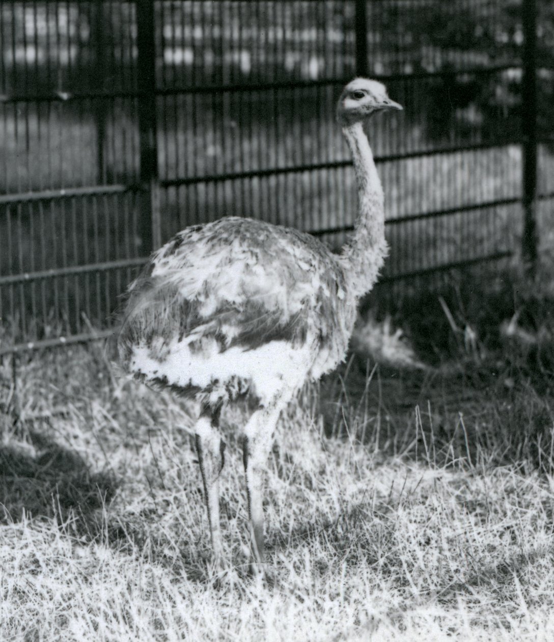 Mladý Darwinův/Malý Rhea stojící na trávě, vedle plotu svého výběhu, londýnská zoo od Frederick William Bond