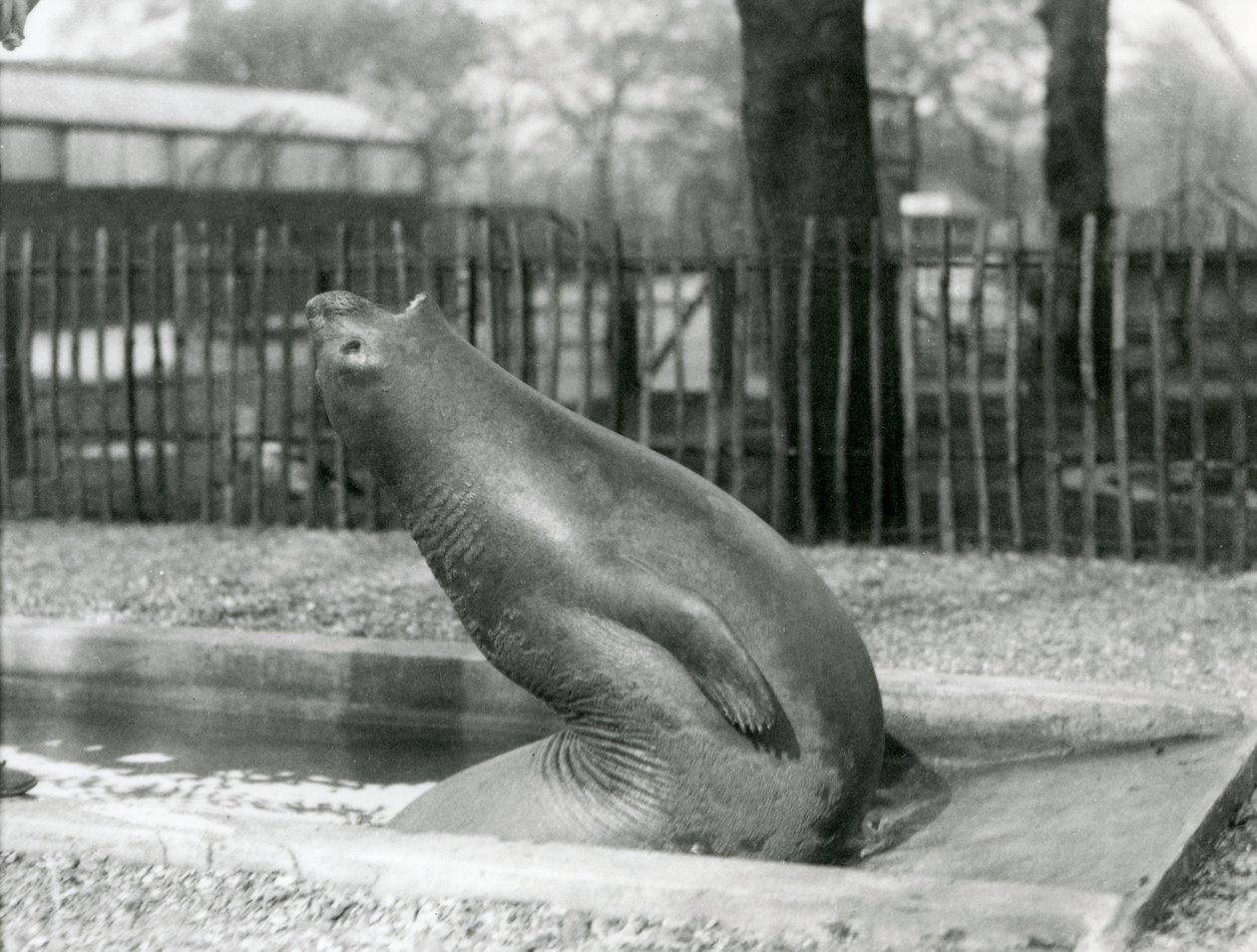 Mládě tuleně sloního natahující se dozadu, Londýnská zoo od Frederick William Bond