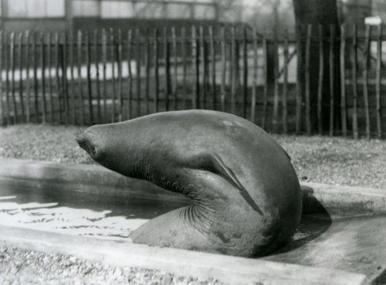 Mladý tuleň sloní dosahující dozadu, londýnská zoo od Frederick William Bond