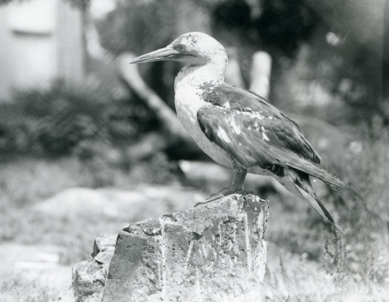 Mladý Gannet stojící na pařezu v londýnské zoo v roce 1929 (černobílá fotografie) od Frederick William Bond