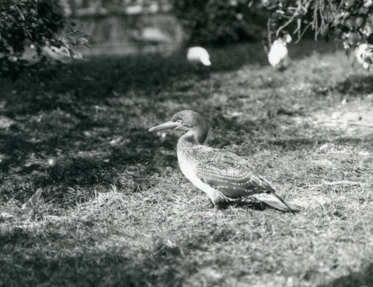 Mladý Gannet stojící na trávě v londýnské zoo v září 1927 od Frederick William Bond