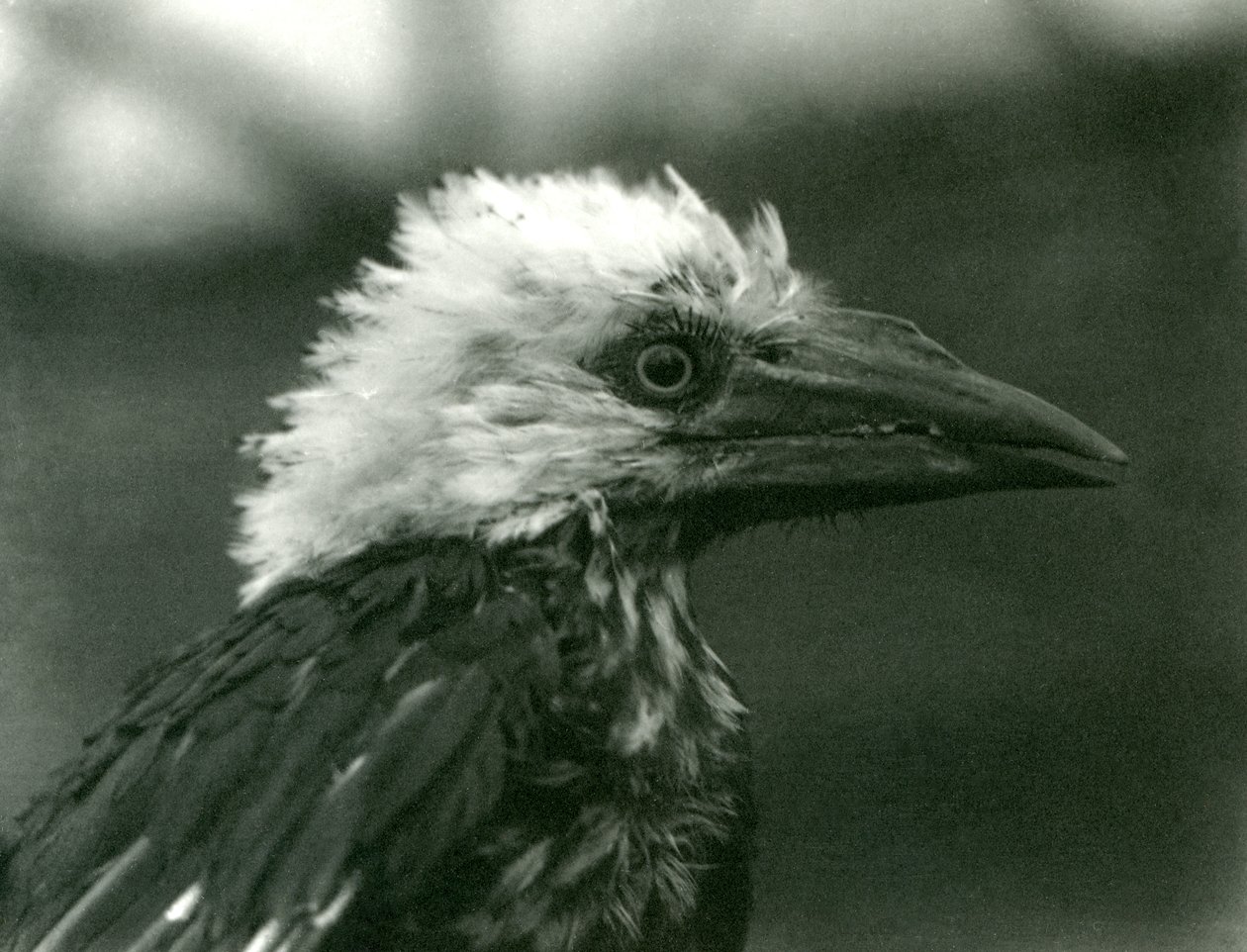 Mladý zoborožec v londýnské zoo, 1924 od Frederick William Bond
