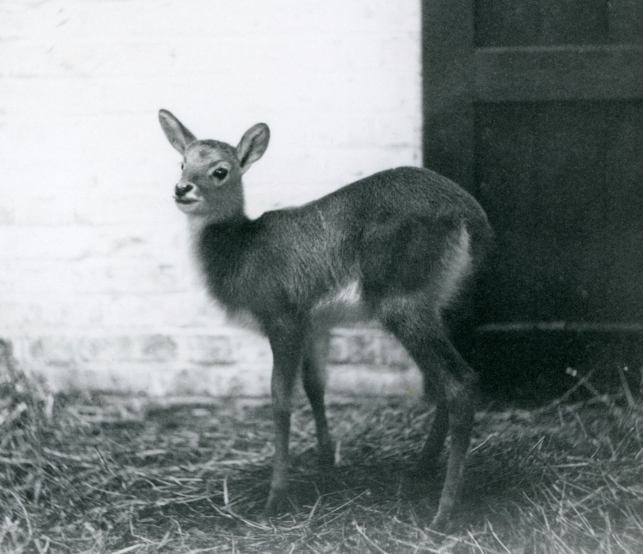 Mládě lechwe stojící na seně, Londýnská zoo, leden 1926 od Frederick William Bond
