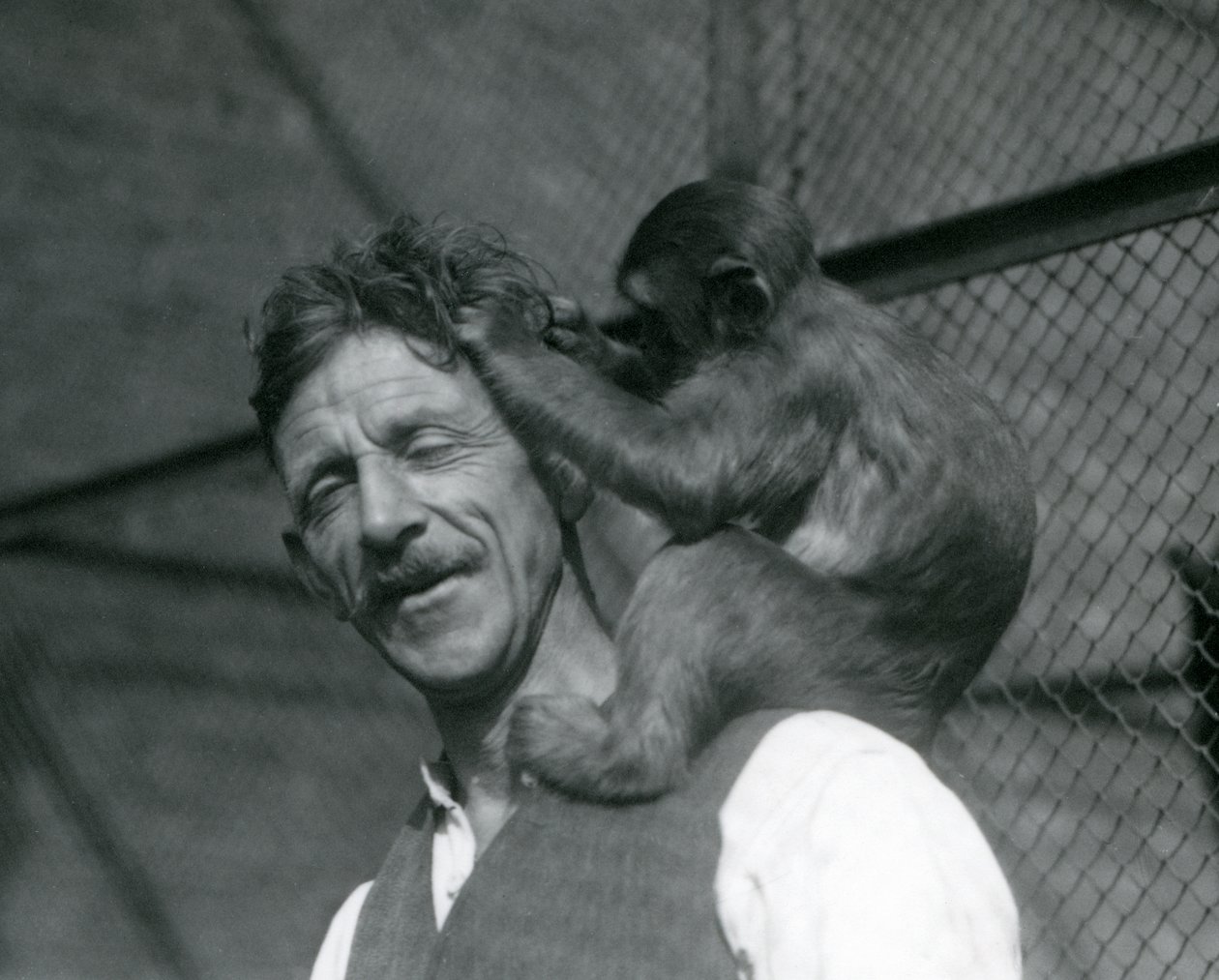 Mladá opice pečující o vlasy chovatele Flewina, Londýnská zoo 1928 (černobílá fotografie) od Frederick William Bond