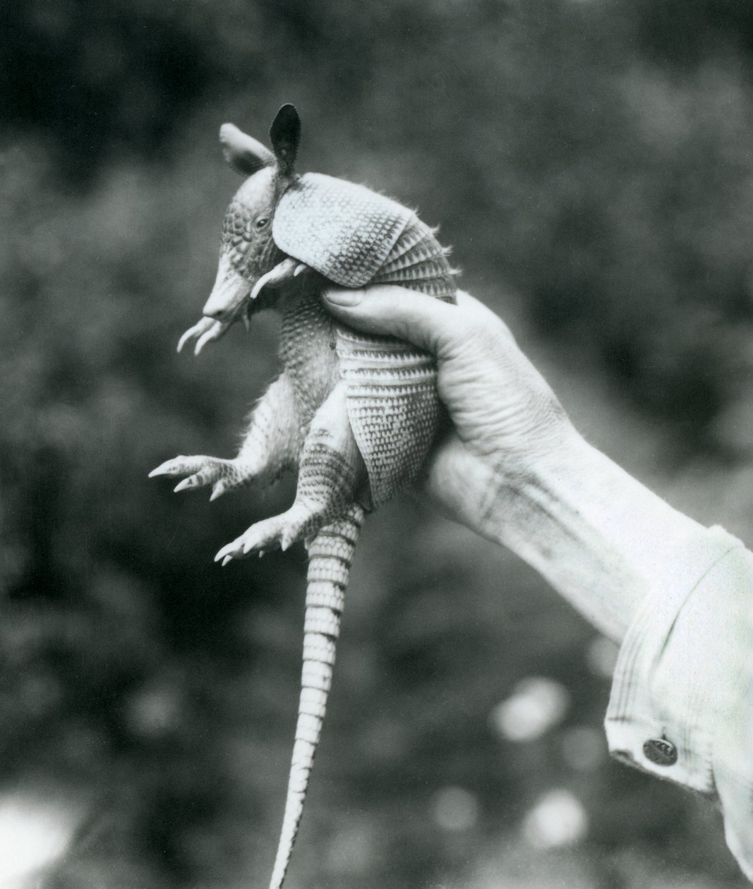 Mladý pásovec devítipásý Pásovec dlouhonosý držený v ruce chovatele, Londýnská zoo, srpen 1926 od Frederick William Bond