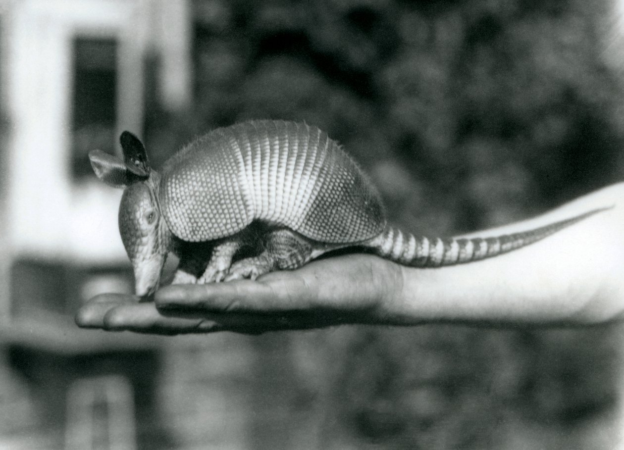 Mladý pásovec devítipásý nebo pásovec dlouhonosý spočívající na otevřené dlani, Londýnská zoo, srpen 1926 od Frederick William Bond