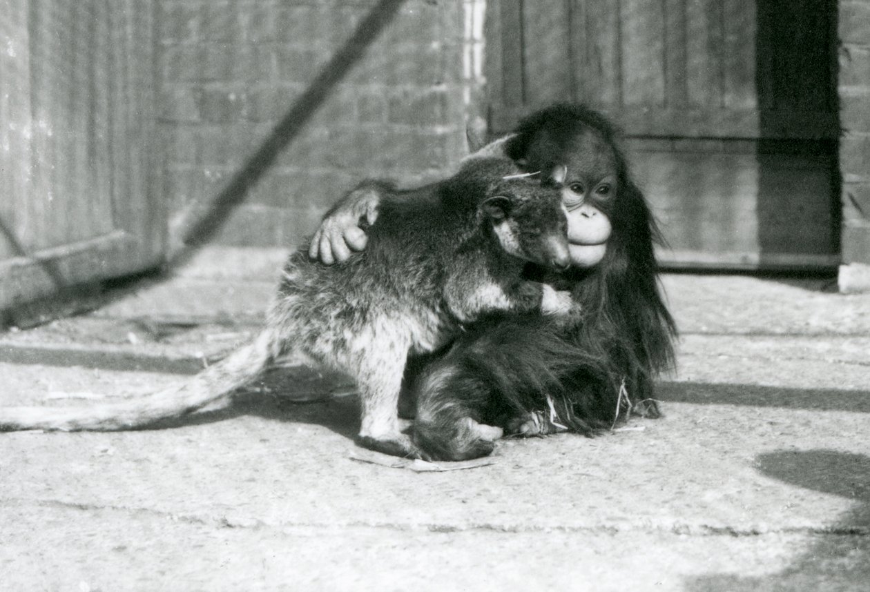 Mladý orangutan objímá stromového klokana v londýnské zoo v roce 1927 (černobílá fotografie) od Frederick William Bond