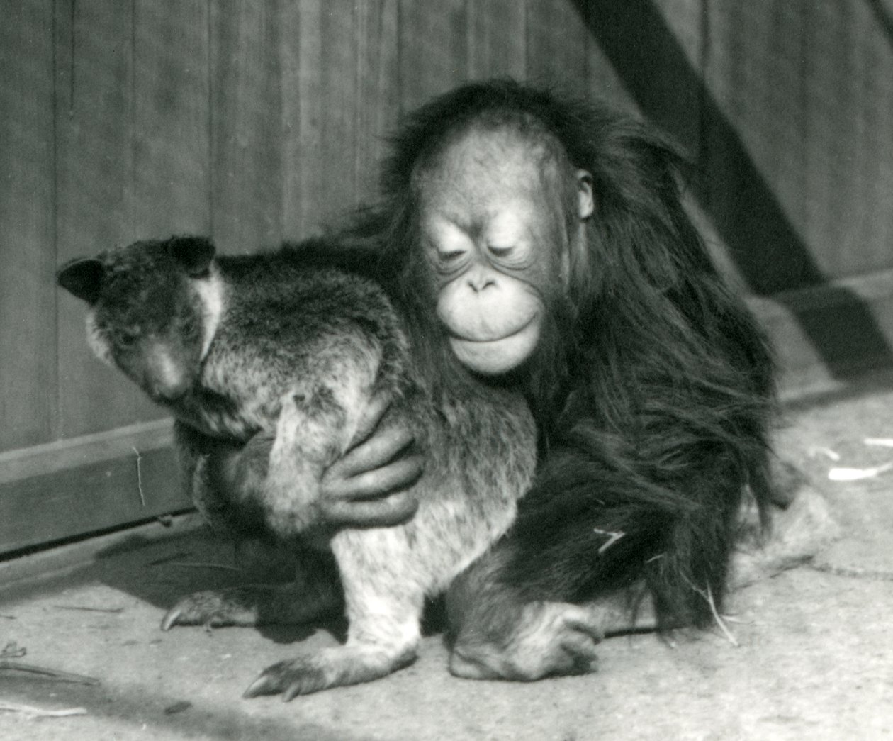 Mladý orangutan objímá stromového klokana v londýnské zoo v roce 1927 od Frederick William Bond