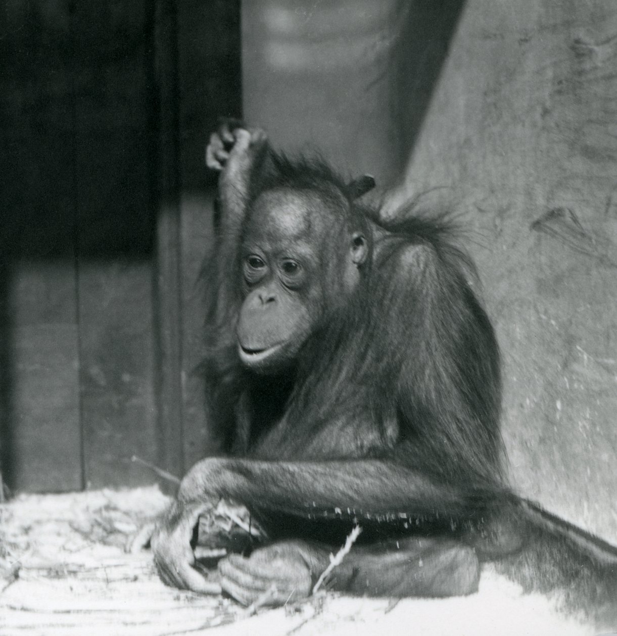 Mladý orangutan sedící ve výběhu v londýnské zoo, říjen 1925 od Frederick William Bond