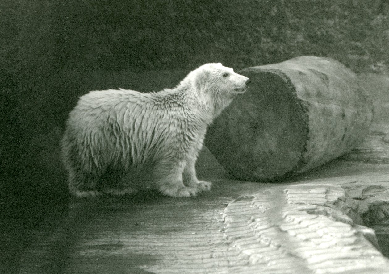 Mladý lední medvěd v londýnské zoo v listopadu 1924 od Frederick William Bond