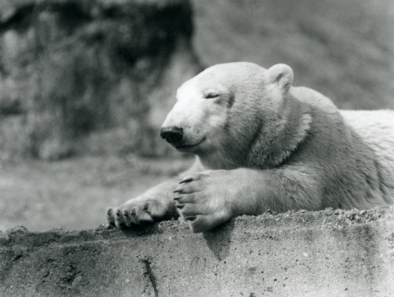 Mladý lední medvěd odpočívá na betonové římse v londýnské zoo v roce 1927 od Frederick William Bond