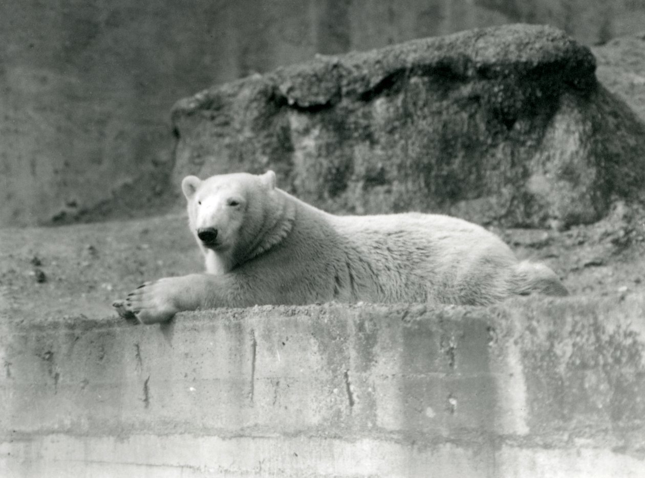 Mladý lední medvěd odpočívá na skalnaté římse ve svém výběhu v londýnské zoo v roce 1927 od Frederick William Bond