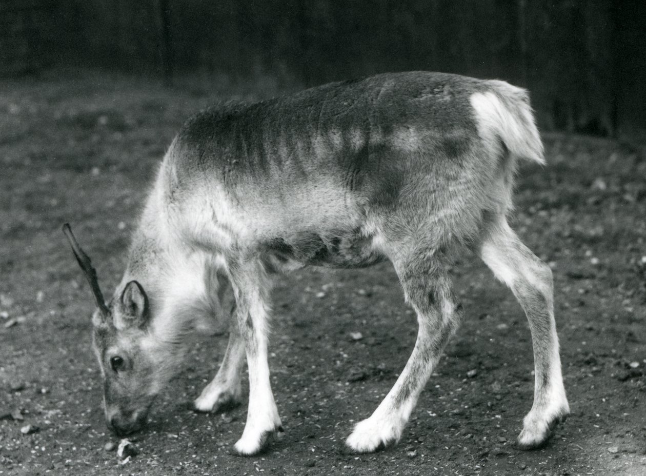 Mladý sob v londýnské zoo, 1925 od Frederick William Bond