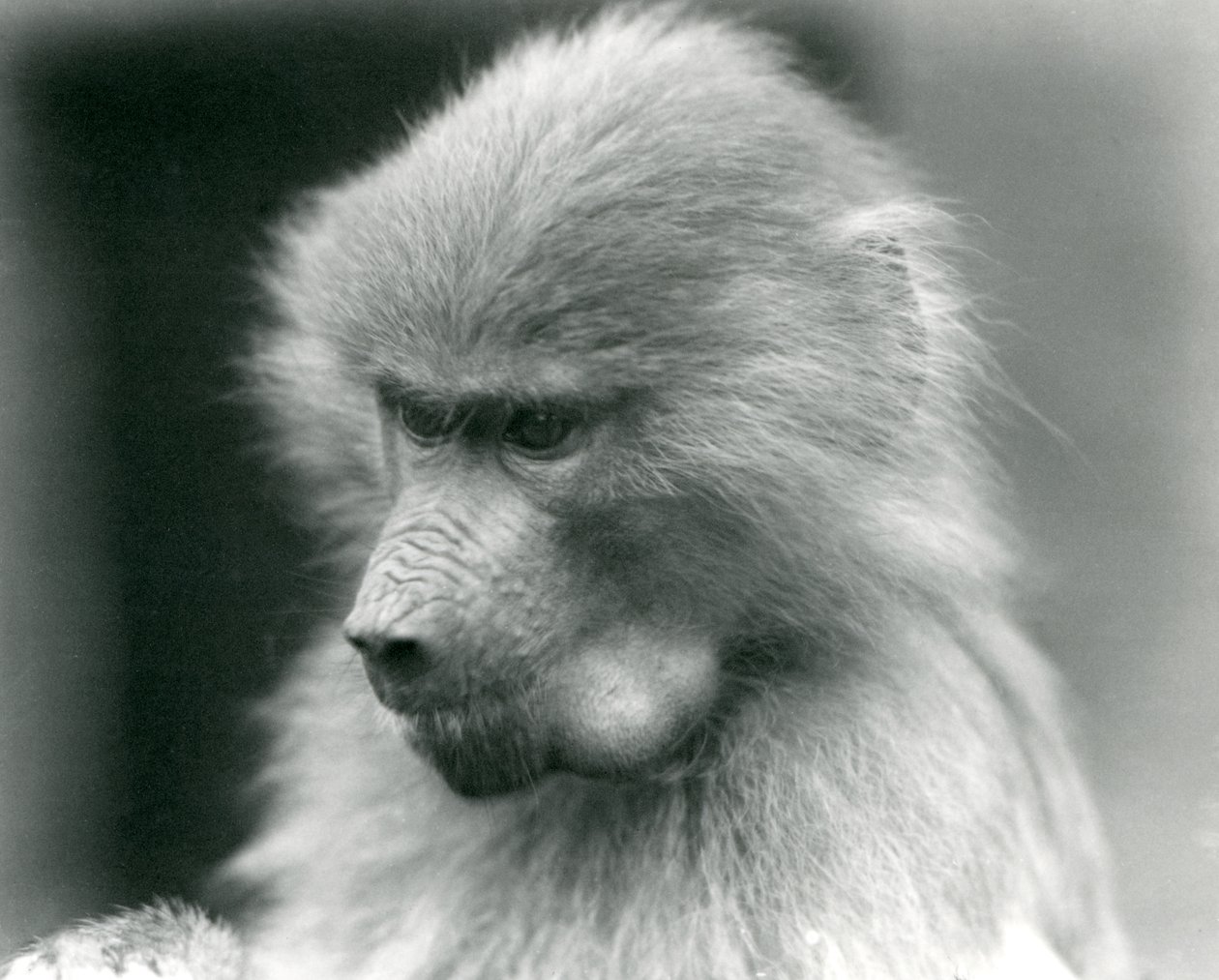 Mladý pavián posvátný s plným lícním vakem, Londýnská zoo, 1925 od Frederick William Bond