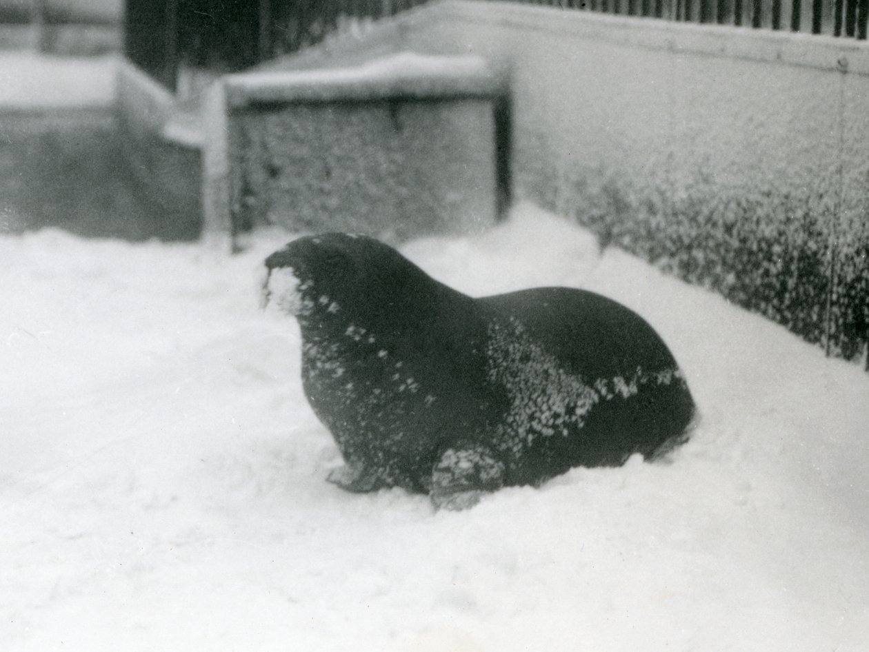 Mladý mrož ve sněhu, Londýnská zoo, únor 1924 od Frederick William Bond