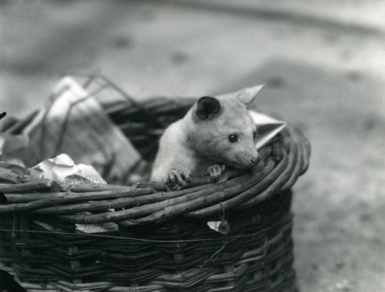 Mladý albín vačice vykukující z koše v londýnské zoo, říjen 1920 od Frederick William Bond