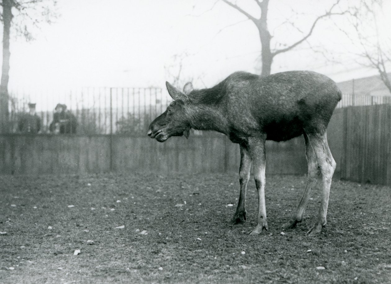 Mladý býk Elk/Moose, s ranami po nedávno shozených parozích, stojící ve svém výběhu v londýnské zoo (černobílá fotografie) od Frederick William Bond