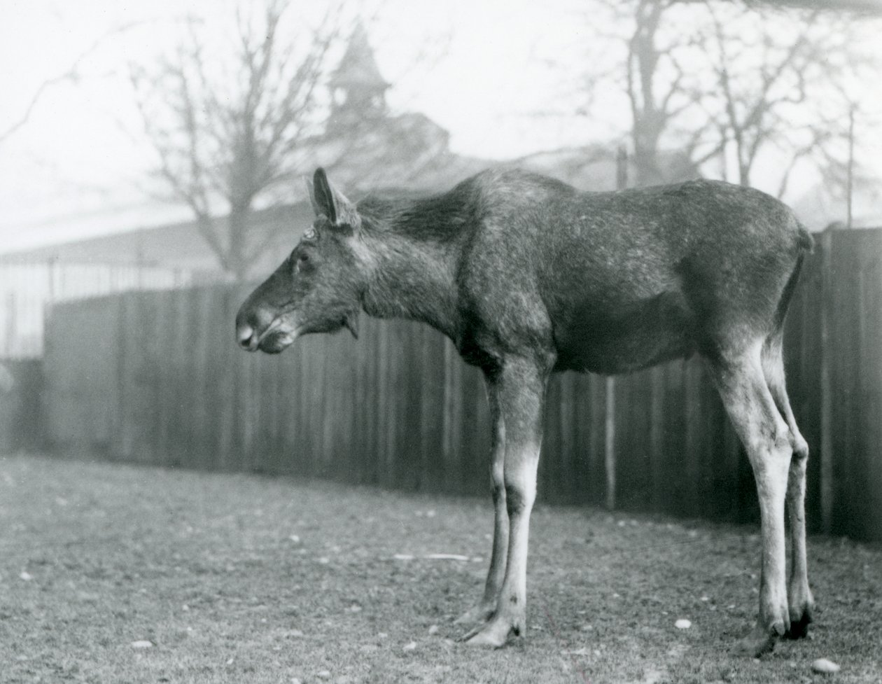 Mladý býk Elk/Moose, s ranami po nedávno shozených parozích, stojící ve svém výběhu v londýnské zoo (černobílá fotografie) od Frederick William Bond