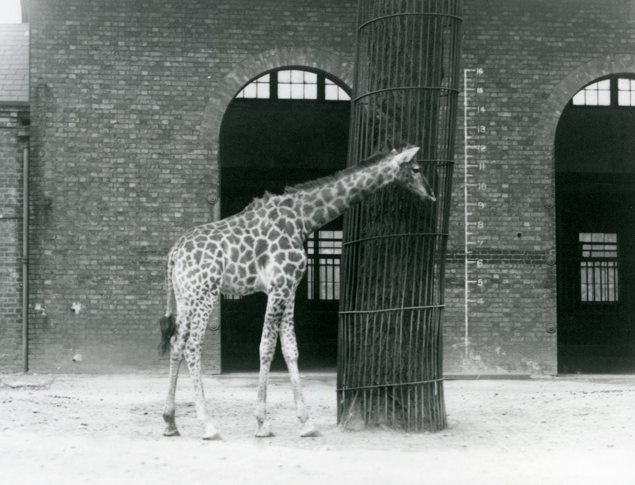 Mladá žirafí samice stojící před stromem, ve výběhu před Giraffe House, London Zoo od Frederick William Bond