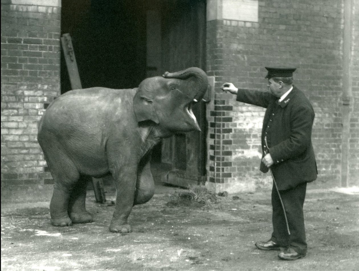Mladá samice slona indického s chovatelem H. Robertsonem, Londýnská zoo, 22. února 1922 od Frederick William Bond