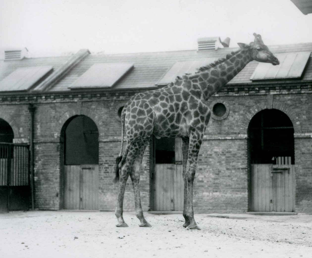 Mladý samec žirafy stojící ve svém výběhu před Giraffe House, London Zoo od Frederick William Bond