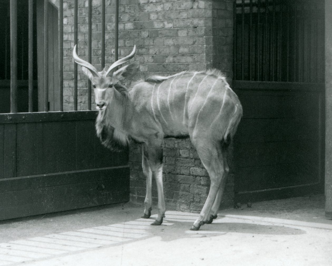 Mladý samec Greater Kudu stojící ve výběhu v londýnské zoo v roce 1929 (černobílá fotografie) od Frederick William Bond
