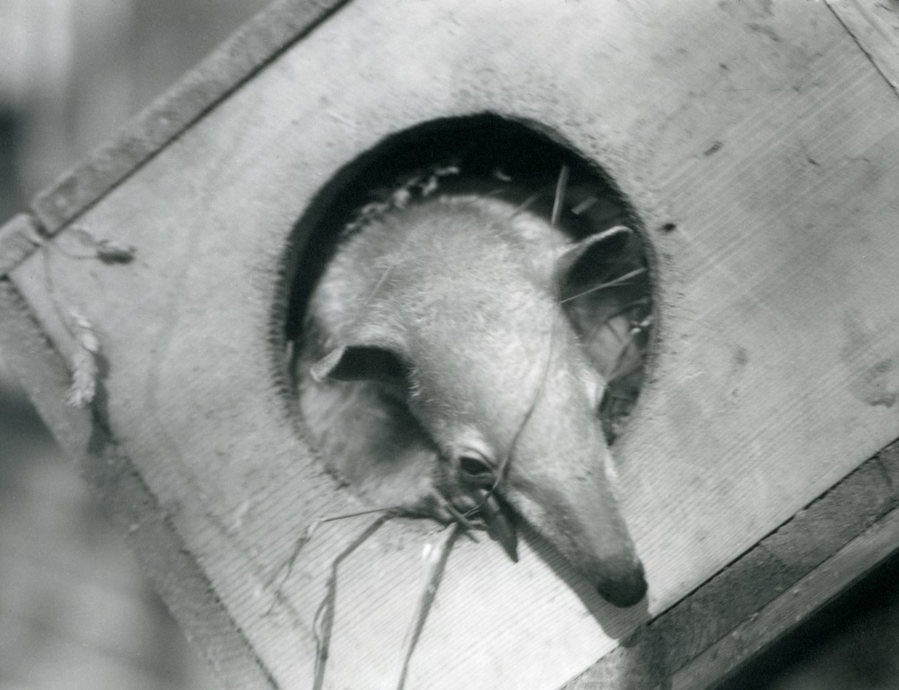 Mladý tamandua vykukuje ze své hnízdní budky, londýnská zoo, duben 1925 od Frederick William Bond