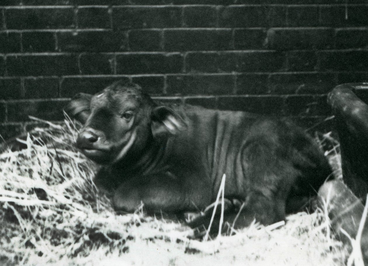 Mládě AfricanCape Buffalo, narozené ve zvěřinci 8. února 1927, ležící na slámě, londýnská zoo, únor 1927 od Frederick William Bond