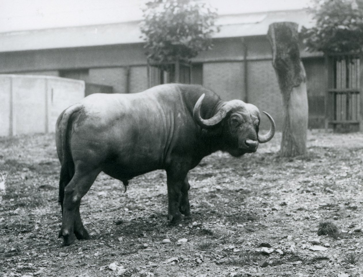 Buvol africký nebo Cape Buffalo, stojící ve svém výběhu v londýnské zoo, 1927 od Frederick William Bond