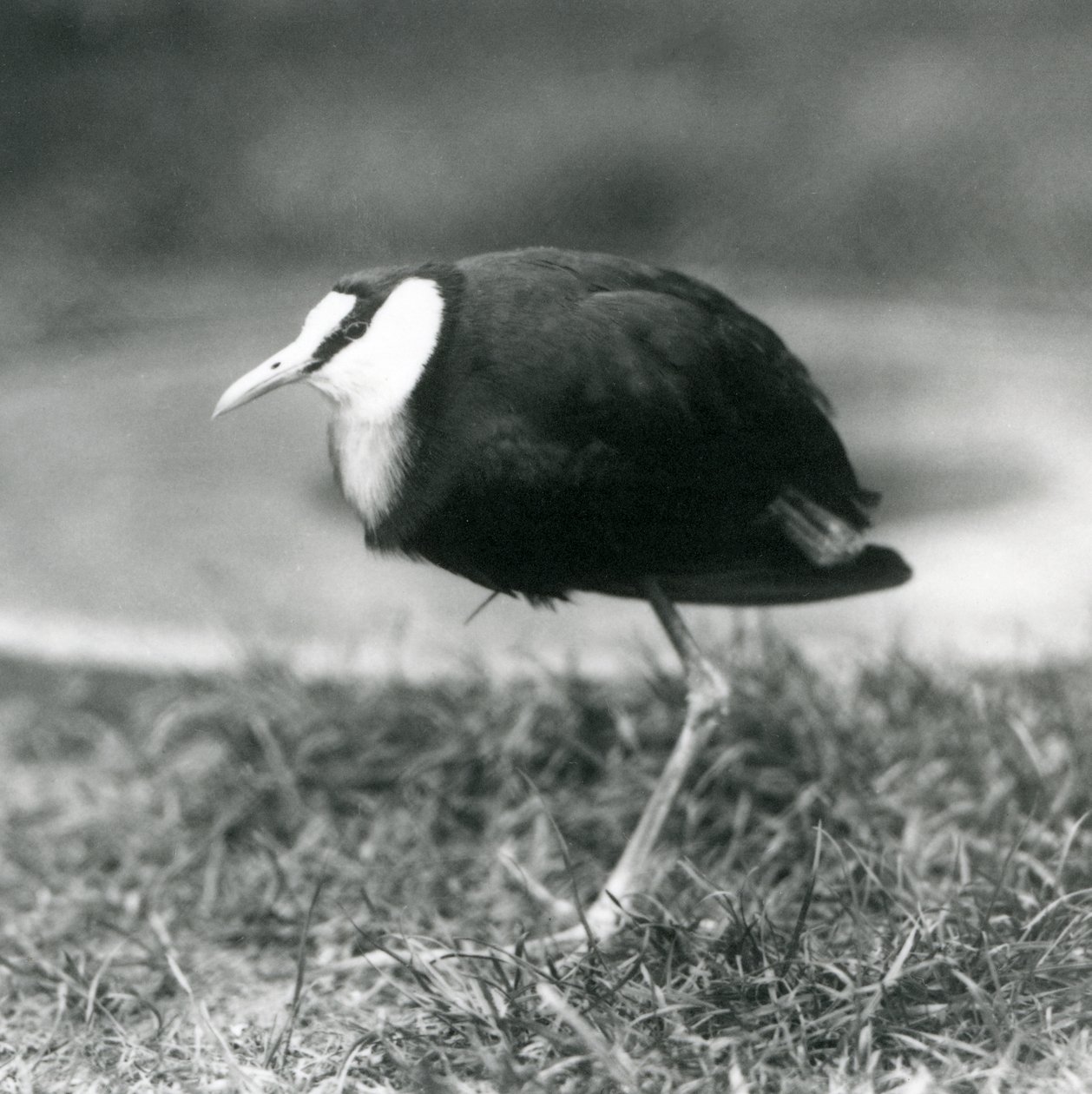 Africká Jacana stojící na trávě v londýnské zoo, srpen 1927 od Frederick William Bond