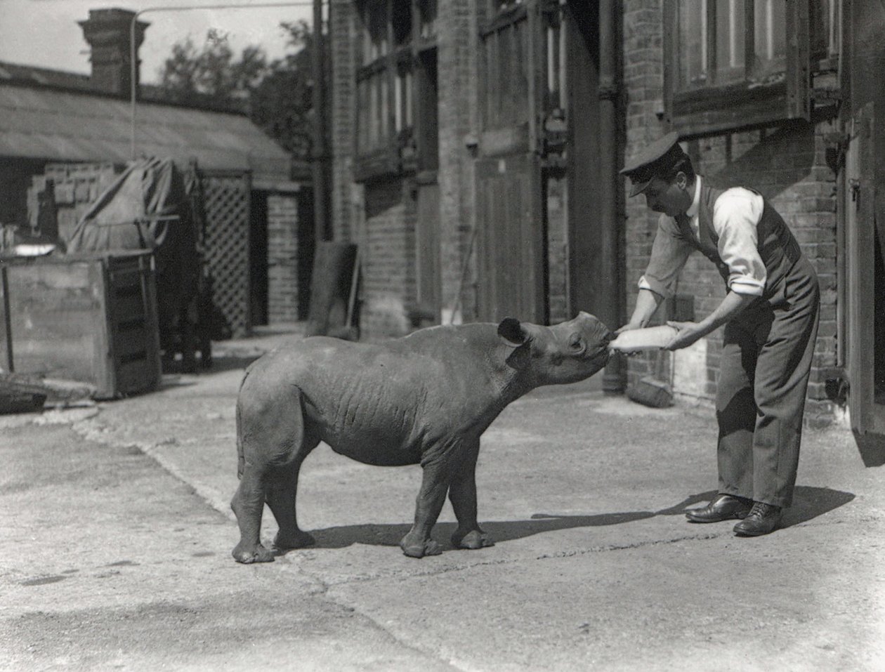 Africký nosorožec Kathlene a chovatel Harry Warryck v ZSL London Zoo, září 1928 od Frederick William Bond