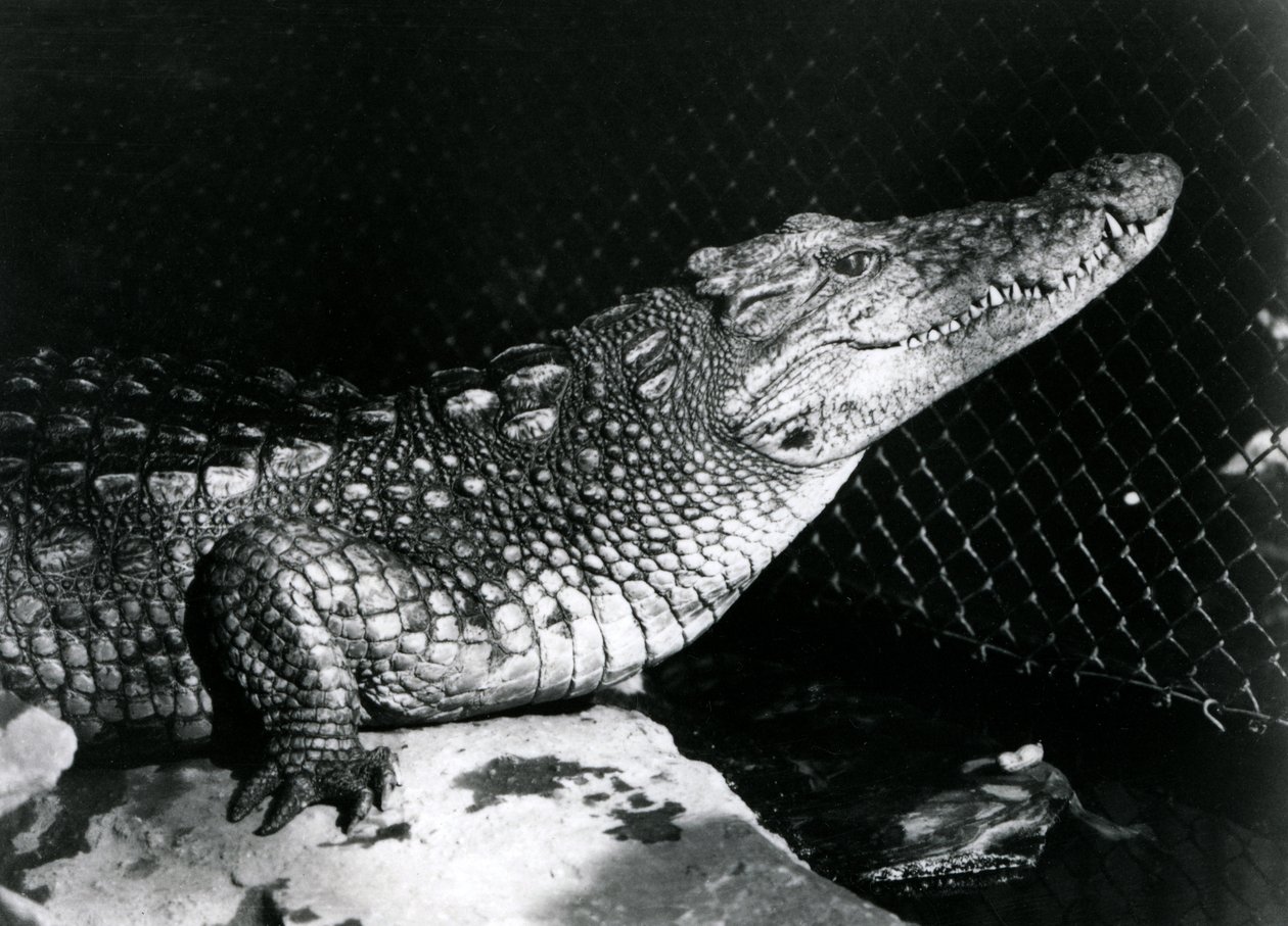 Americký aligátor v londýnské zoo v září 1924 od Frederick William Bond