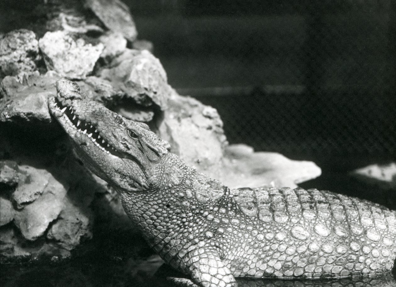 Americký aligátor odpočívá v bazénu, vzhlíží ke skalám na straně bazénu, londýnská zoo od Frederick William Bond