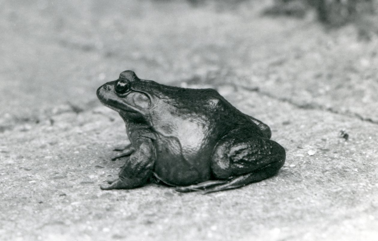 Americká Bullfrog, Londýnská zoo, 1925 od Frederick William Bond
