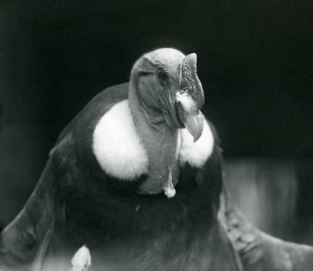 Andský kondor v londýnské zoo v roce 1926 od Frederick William Bond