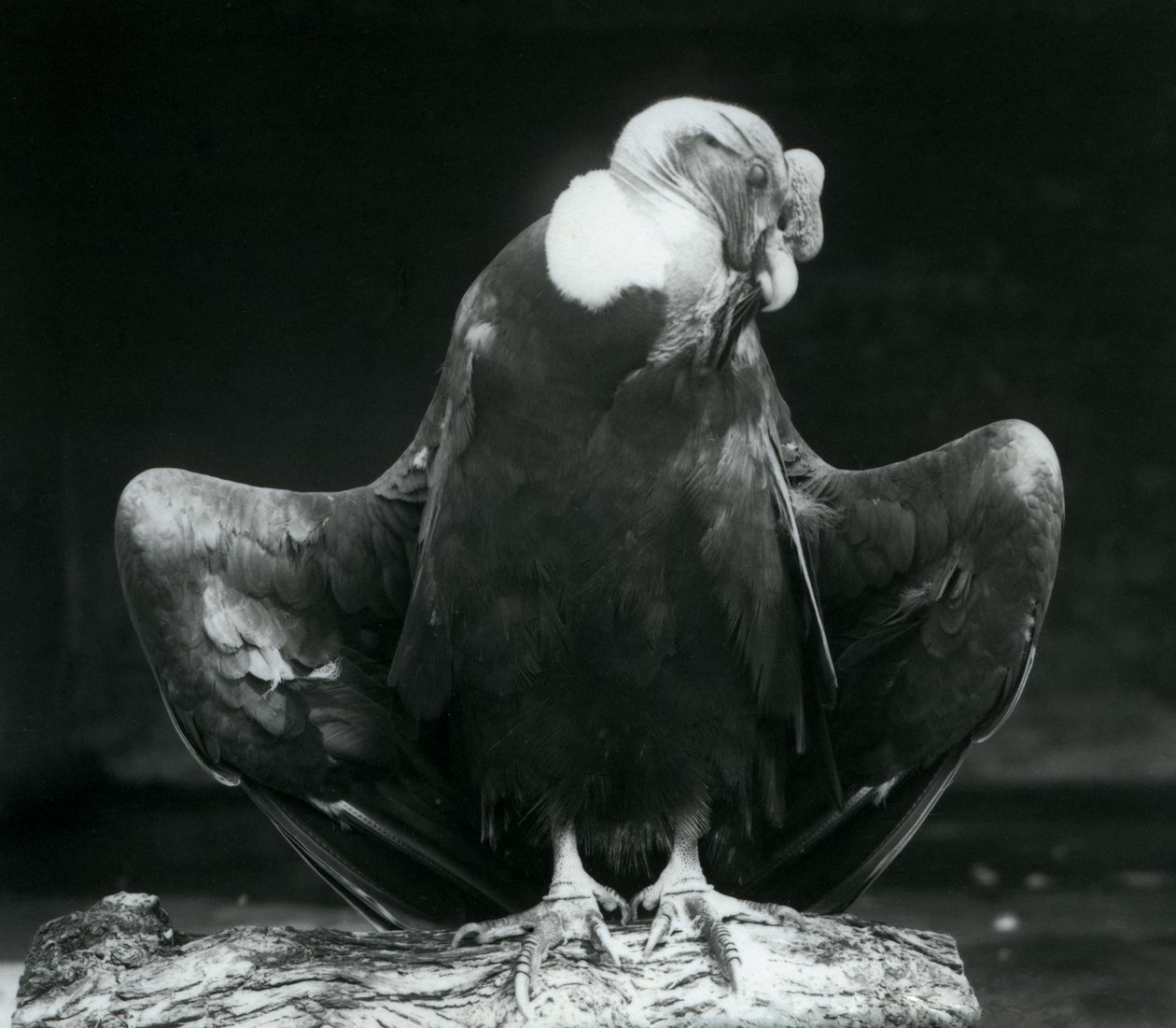Andský kondor odpočívající na kládě, Londýnská zoo, 1925 od Frederick William Bond