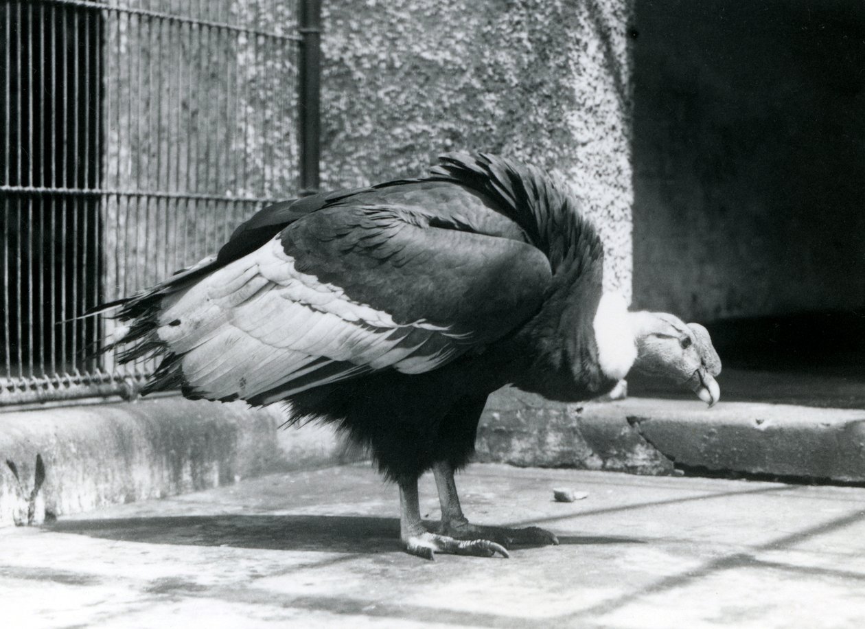 Andský sup stojící na podlaze svého výběhu v londýnské zoo v červenci 1925 od Frederick William Bond