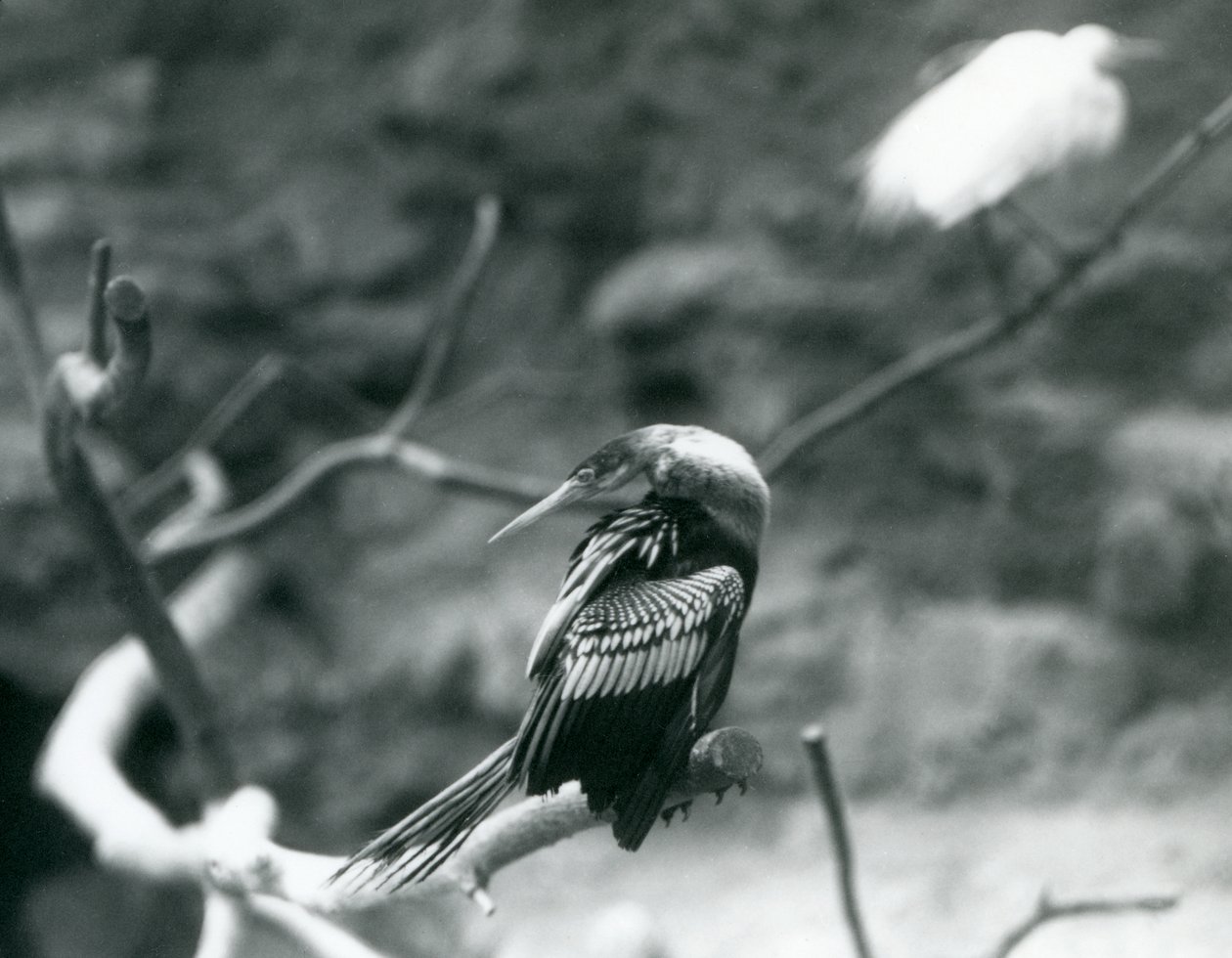 Anhinga American DarterSnakebirdWater Turkey sedící na větvi v londýnské zoo v září 1927 od Frederick William Bond